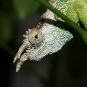 look into my eye