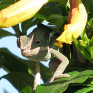 F Paradalis - Sundog from NW Chameleons: Sire: Azure Dam: Minerva 100% Ambanja   DOB: 2/24/09  (male)