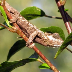 WC T. tempelli (female)