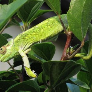 WC Long Term Captive T. fuelleborni (female)