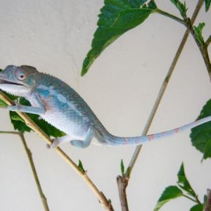 3 months old