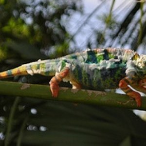 Male 2