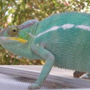 Turq, Nosy Be, 8 months old