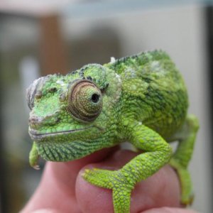 LTC female fuelleborni