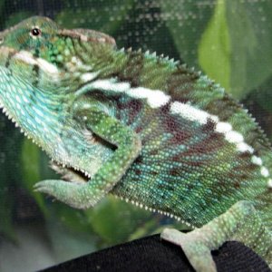 SUNDOG- 18grams Aug 29 2009 Ambanja from NW Chameleons