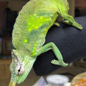 wc male montium