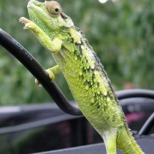 long term captive female fuelleborni