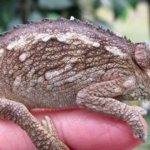 wc female tempelli