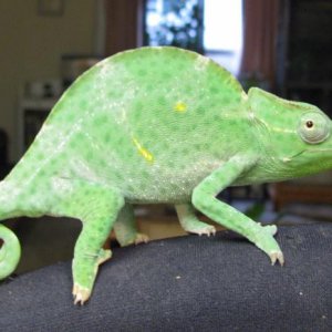 ch female deremensis