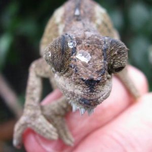 wc female tempelli