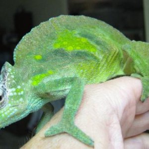 wc male montium