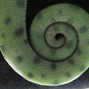 deremensis tail