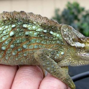 wc male red werneri