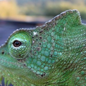 wc female quadricornis