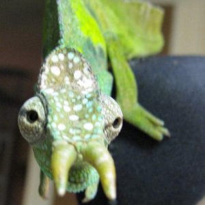wc male montium