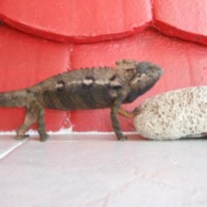Do I look pretty with that red background?