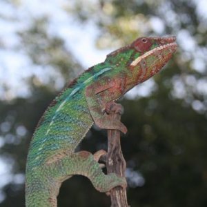 IMG 0736
