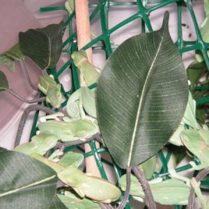 bunch of babies hiding under a leaf sleeping