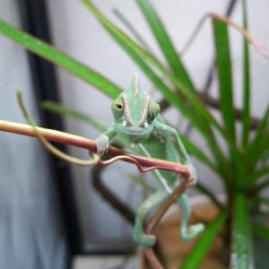 is that a cricket?