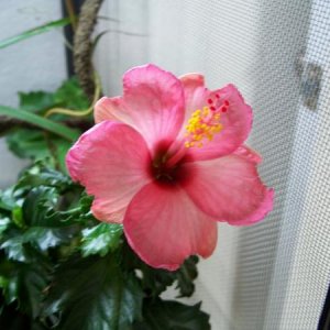 Hibiscus
