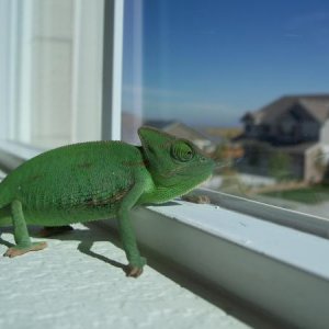 Looking out the window...