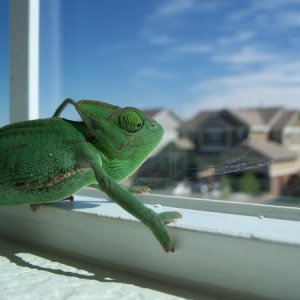 mmmm I see little kids that look like crickets :D yum