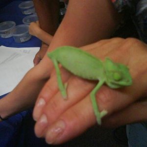 At the reptile show...