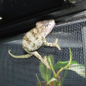 captive hatched T. hoehnelii from Chris Anderson