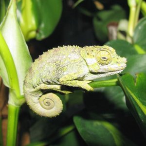 Sleepy T. fuelleborni female