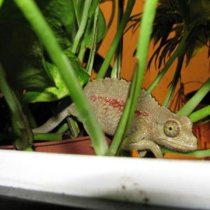 Christmas Chameleon - Harlie showing off her green and red look.