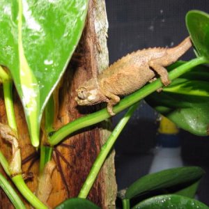 Captive Hatched hopefully male T.j. xantholophus from J. Walker.  About 2 grams here, born June 29 09