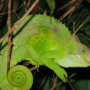 Chameleons Sept 1st 007
