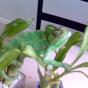 Molly sunbathing on her bamboo, that is her blind eye.