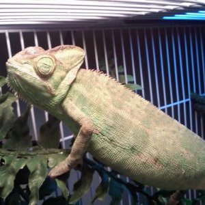 Who's a pretty lizard...