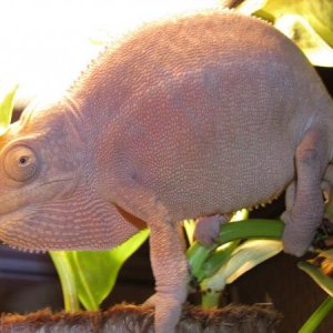 Female 100% Ambanja - captive hatched Dec 2008.