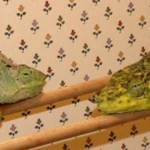 WC T. melleri from LLL Reptile  Bert on left weighed in at 186grams and is very pastel in coloring. Oscar weighed in at 155 grams and more bold in col