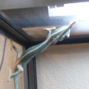 chameleon checking things out