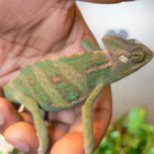 chameleon posing