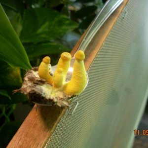 Nasty Fungus
