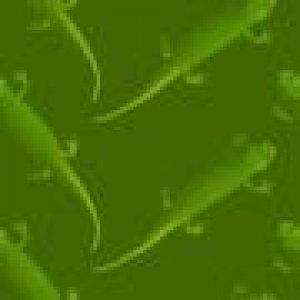 geckobg