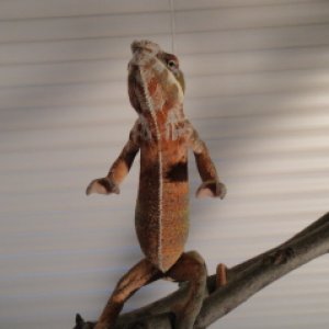 Rocko Standing