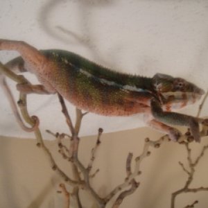 Rocko, Nov, 2009