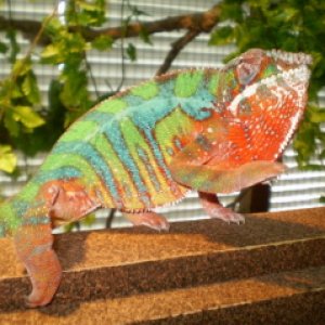 He was my first and I lost him on 7-31-09. In looking back I believe he died because I had him and Rosie (who is Rocko, they sold him to me as a femal