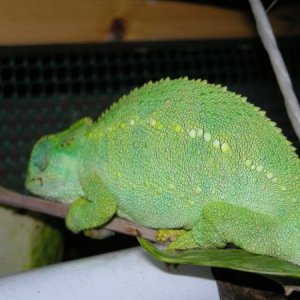 Female T. Sternfeldi