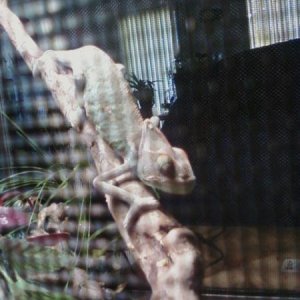 here is a picture of lucky about two months after i got him. he was skinnier than that!!! poor guy.