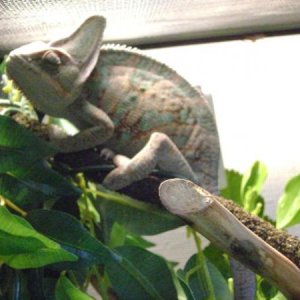 here is lucky at around 10 or 11 months. i fattened him up pretty well.