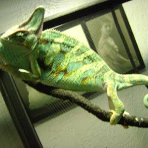 this would be lucky when i put my hand in his cage
