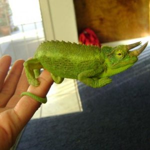 here is mr. jackson. he belongs to another forum member now