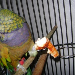 this is fonzi. he is the one eye pirate parrot. my girlfriend had him forever. yes he is eating a pizza crust. he's old. he deserves a treat once in a