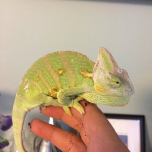 Veiled Chameleon